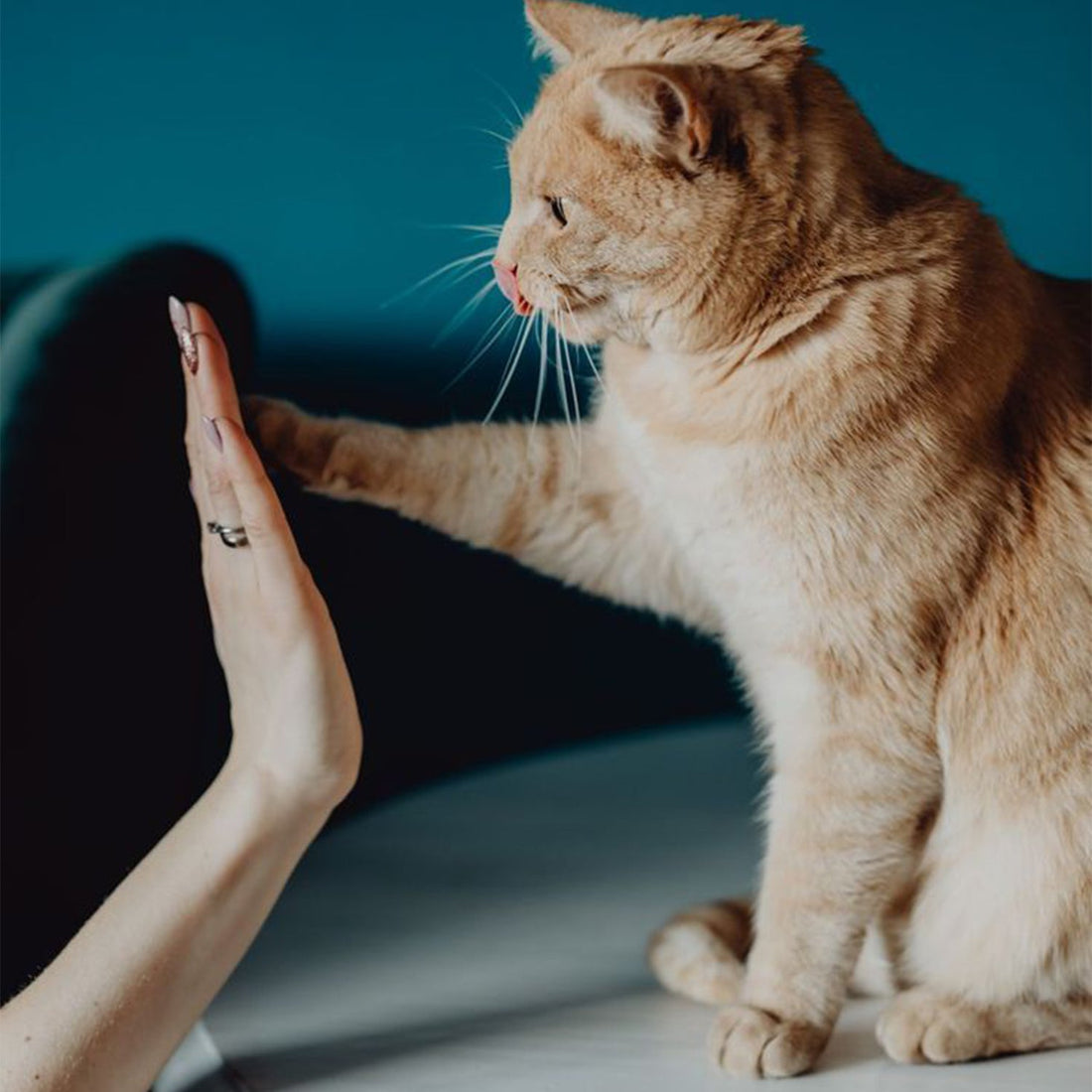 Why Open-Entry Litter Boxes Are Better for Cats?